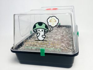 Thought Box Grow Kit | Medium