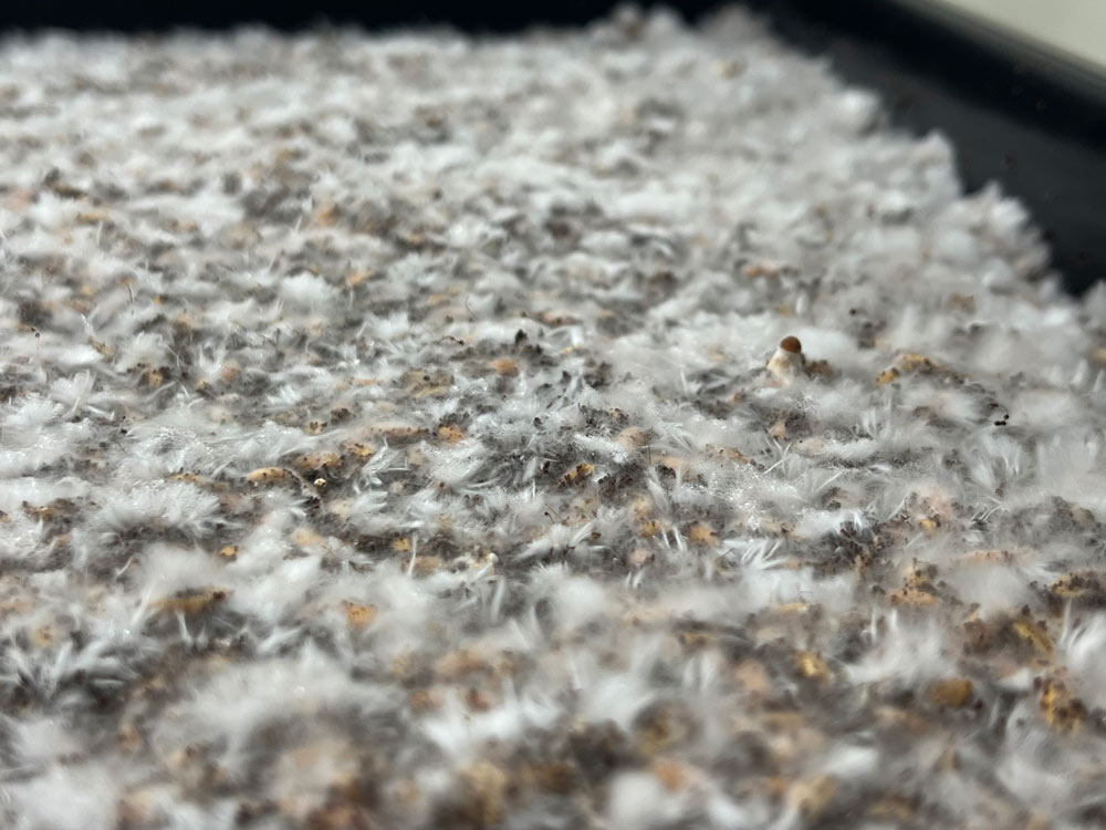 Mycelium layer and baby mushrooms with fuzz