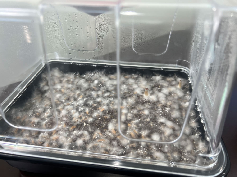 Baby mushrooms colony ready for fruiting