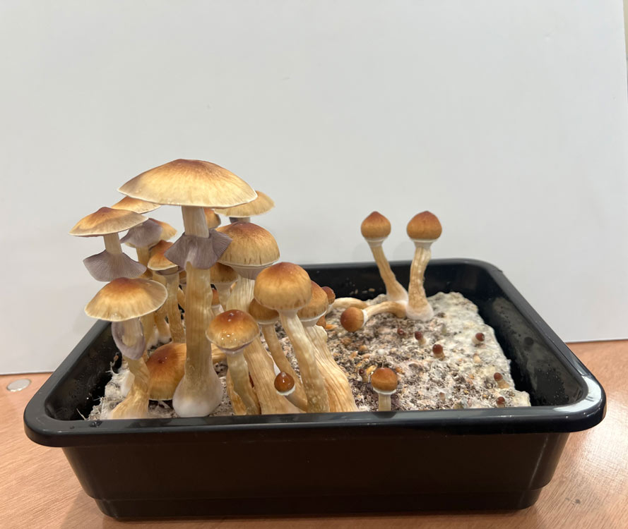 Harvesting mushrooms from the substrate