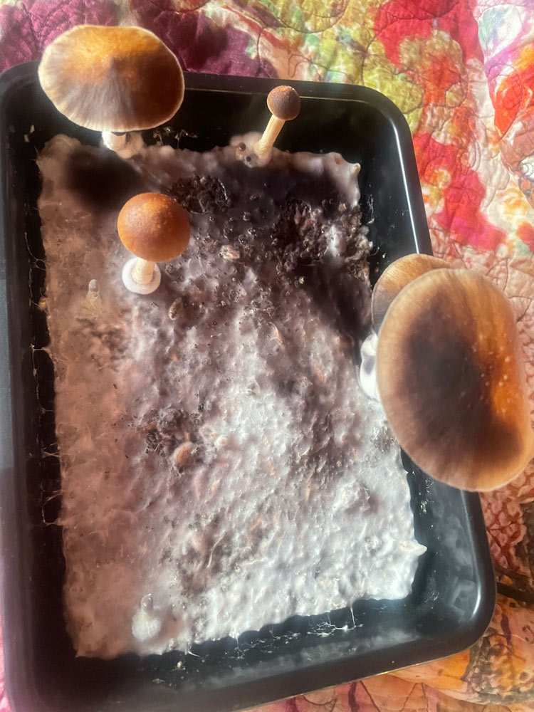 Healthy mushroom growth