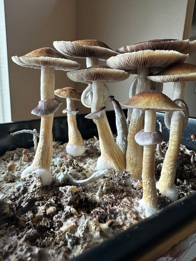 Healthy harvested mushroom