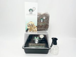 Thought Box Grow Kit | Medium
