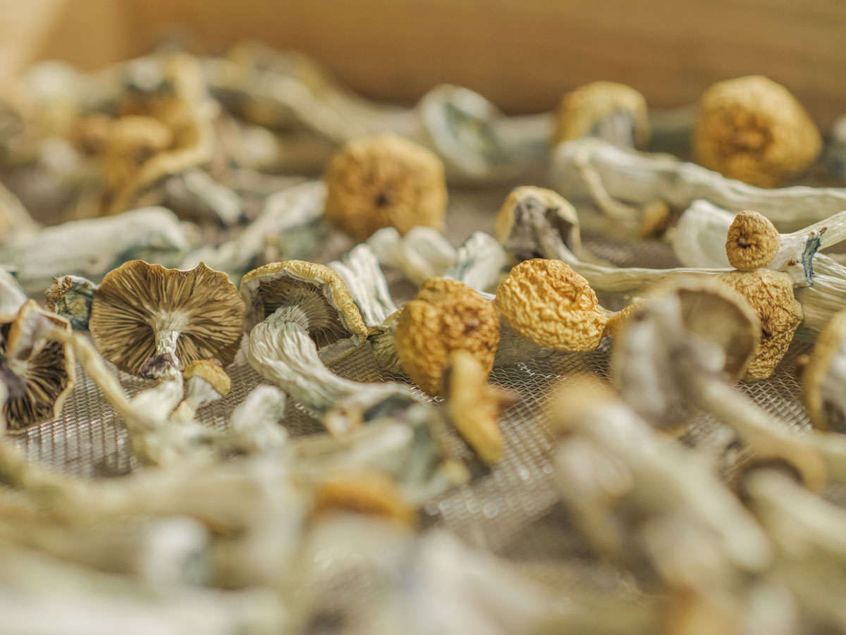 Golden Teacher is one of the most well-known and respected psilocybin mushroom strains. These mushrooms grow quickly, are resistant to contamination, and produce large harvests