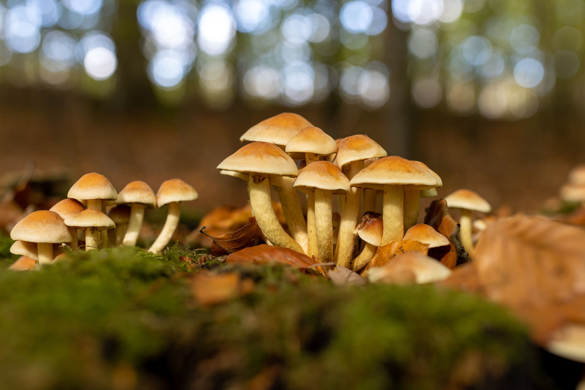 Golden Teachers are a staple in the psychedelic space because they’re fast-growing, easy to cultivate, and considered a beginner-friendly mushroom.