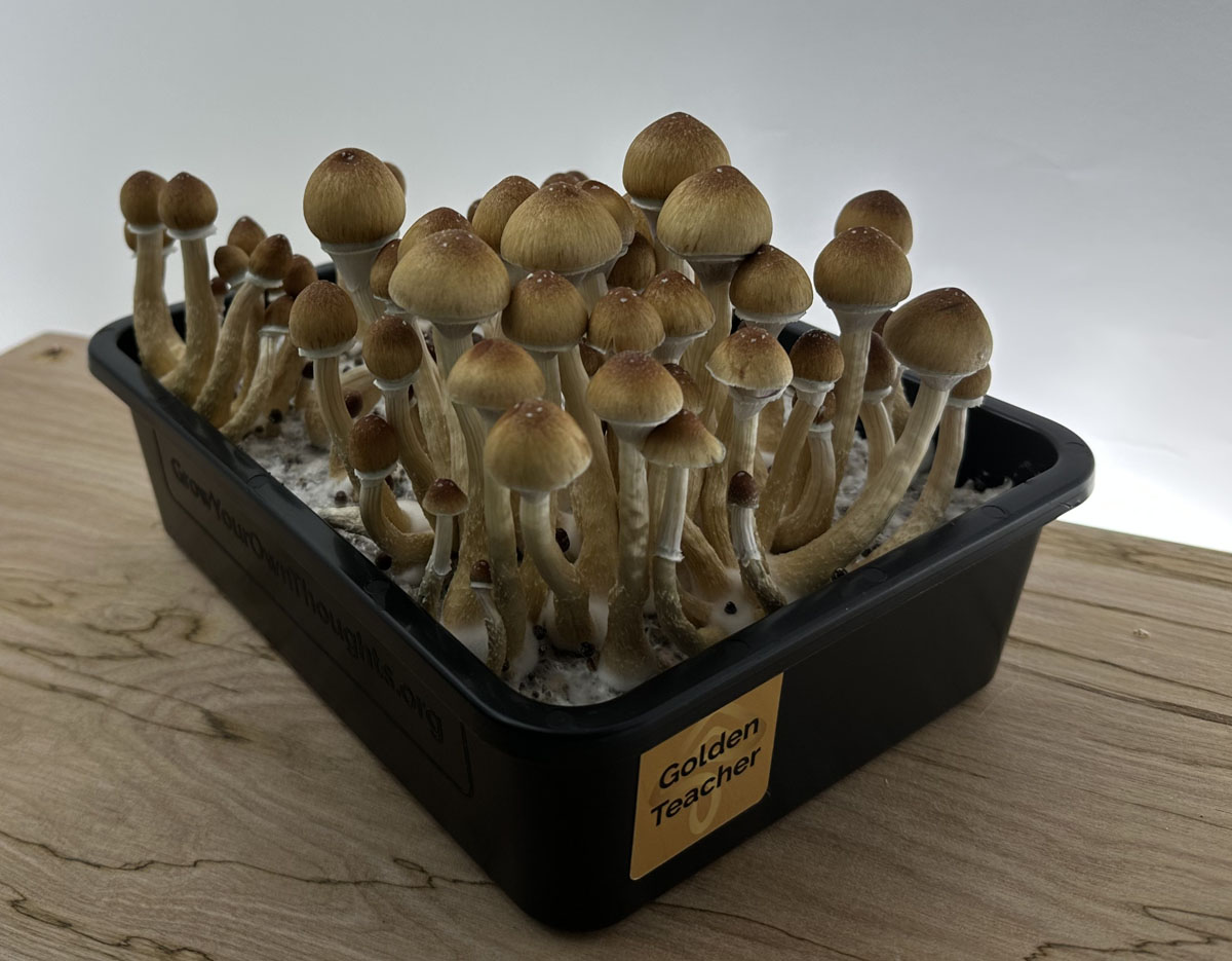 If you’re interested in growing Golden Teacher mushrooms, Grow Your Own Thoughts is here to help. We offer both growing kits and mushroom products with Golden Teacher